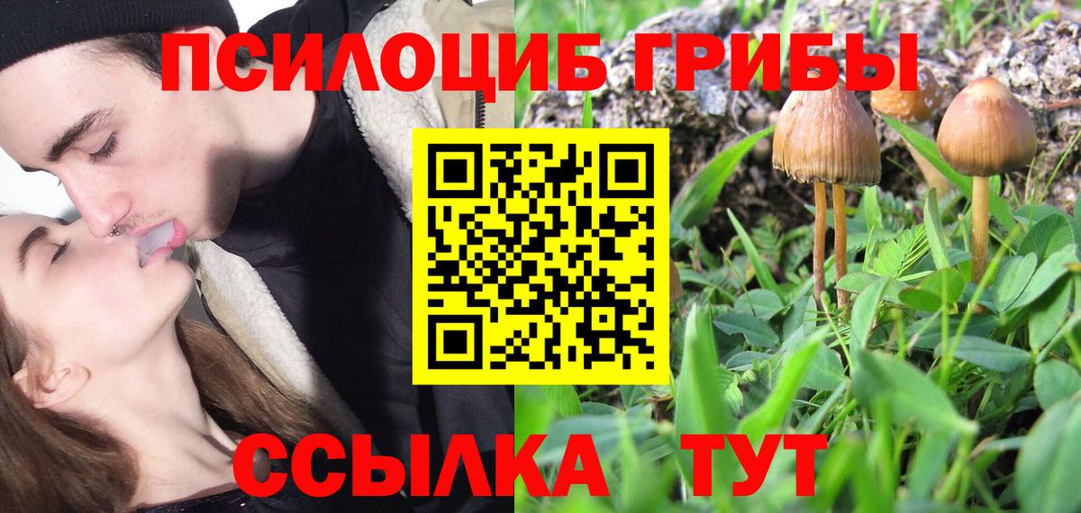 Галлюциногенные грибы прущие грибы  Вход с VPN  сколько стоит  Тара  Галлюциногенные грибы Cubensis 